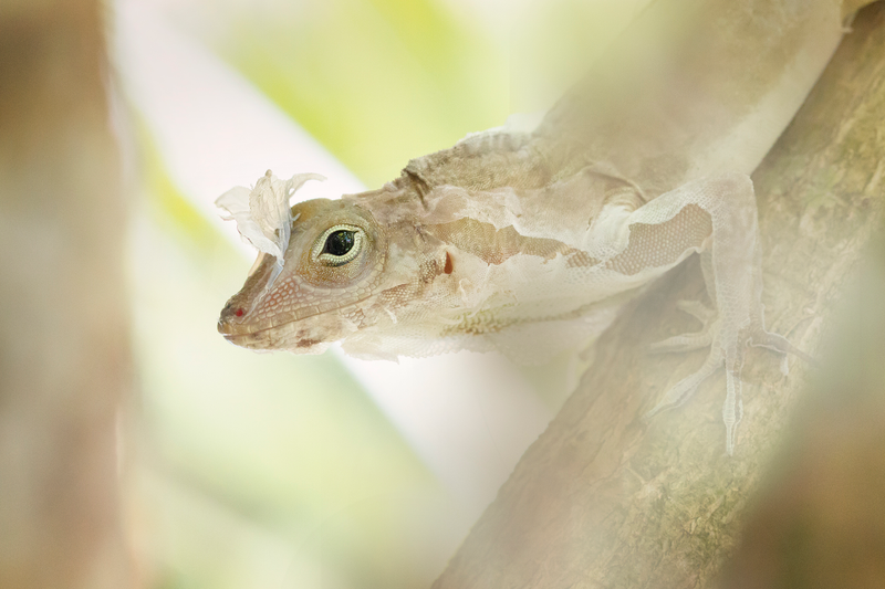 Image: Roberto García Roa/British Ecological Society